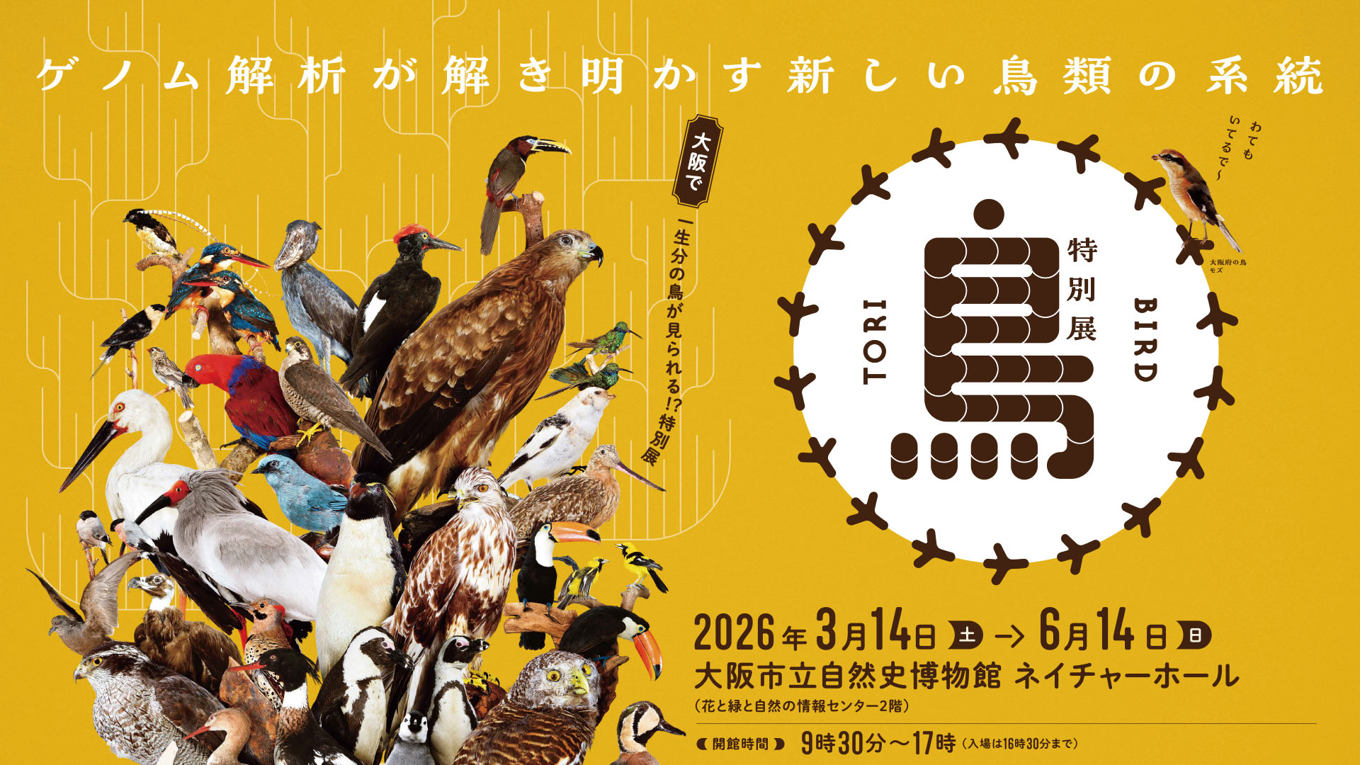 特別展「鳥 ～ゲノム解析が解き明かす新しい鳥類の系統～」